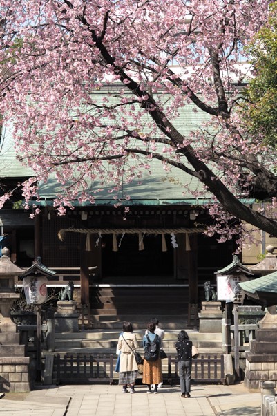 桜の開花情報in上野公園