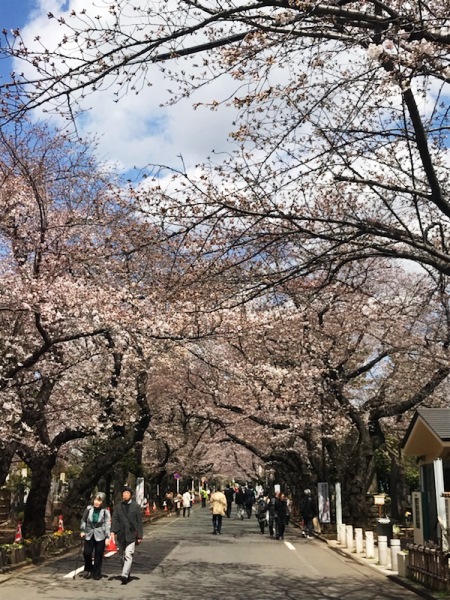 桜の開花情報in谷中