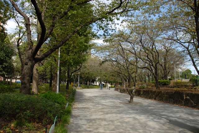 隅田公園のサクラ
