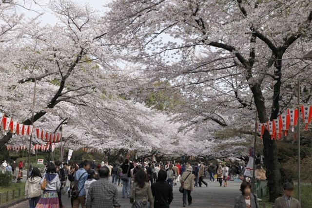 公園 桜 上野 上野恩賜公園の桜（お花見）2022年の見頃と現在の開花状況は？