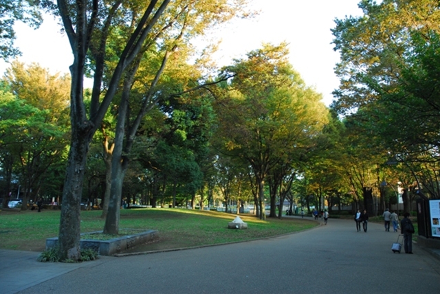 上野公園･御成道の並木･街路樹
