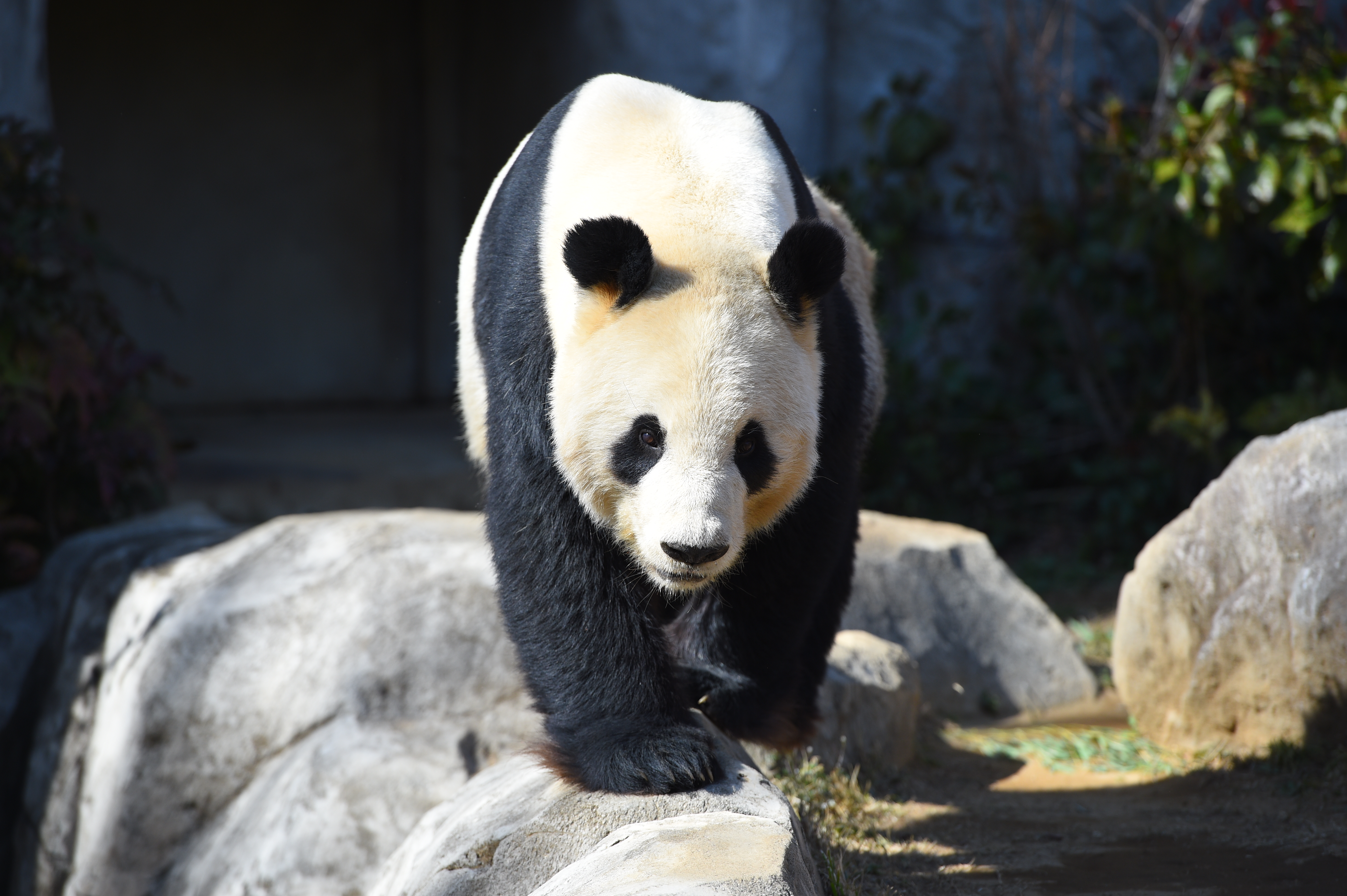 パンダ　写真提供：上野動物園