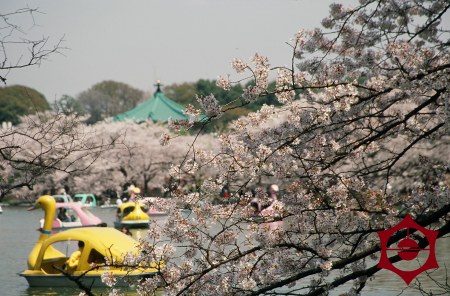 桜_上野公園