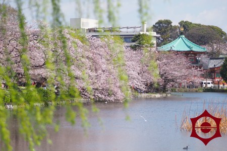 桜_上野公園