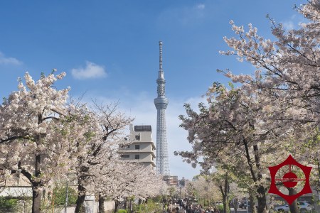 山谷堀公園_桜