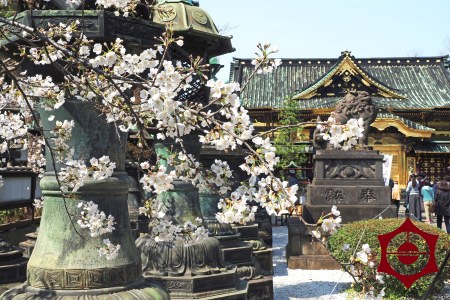 桜_上野東照宮