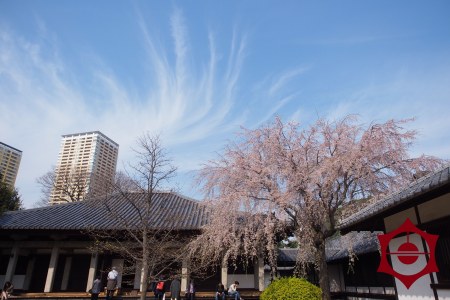 桜_天王寺