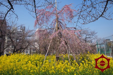 桜_隅田公園