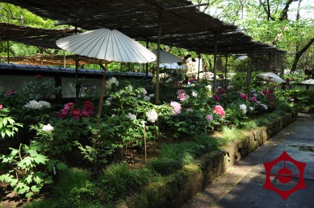 上野ぼたん祭り