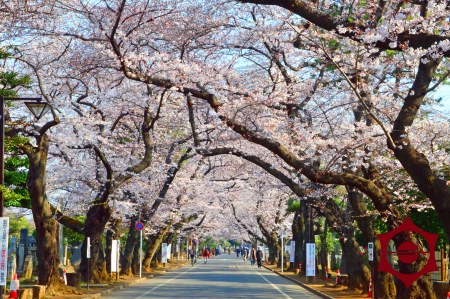 桜_谷中霊園