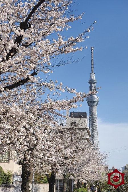 山谷堀公園_桜