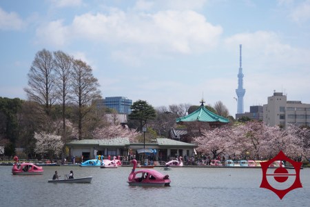 桜_上野公園