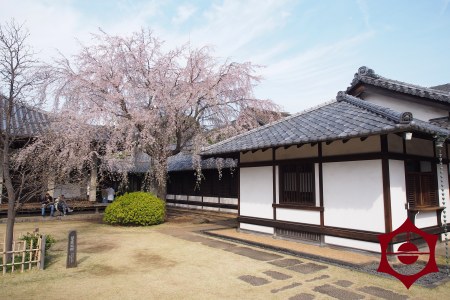 桜_天王寺