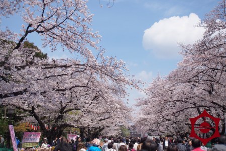 桜_上野公園