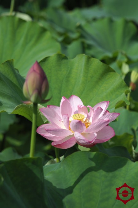 蓮の花_不忍池