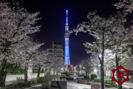 山谷堀公園_桜