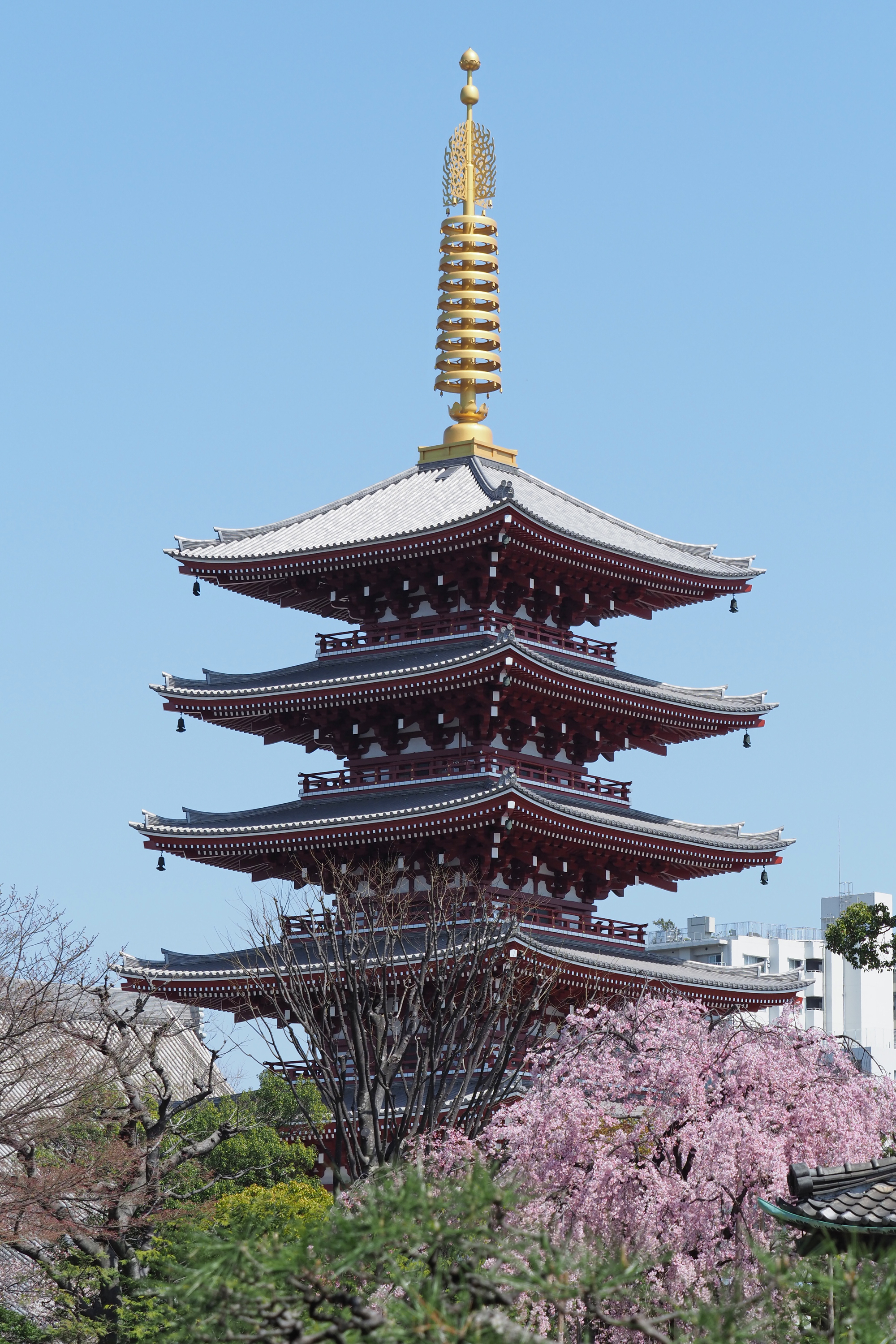 桜_浅草寺｜写真ギャラリー｜TAITOおでかけナビ
