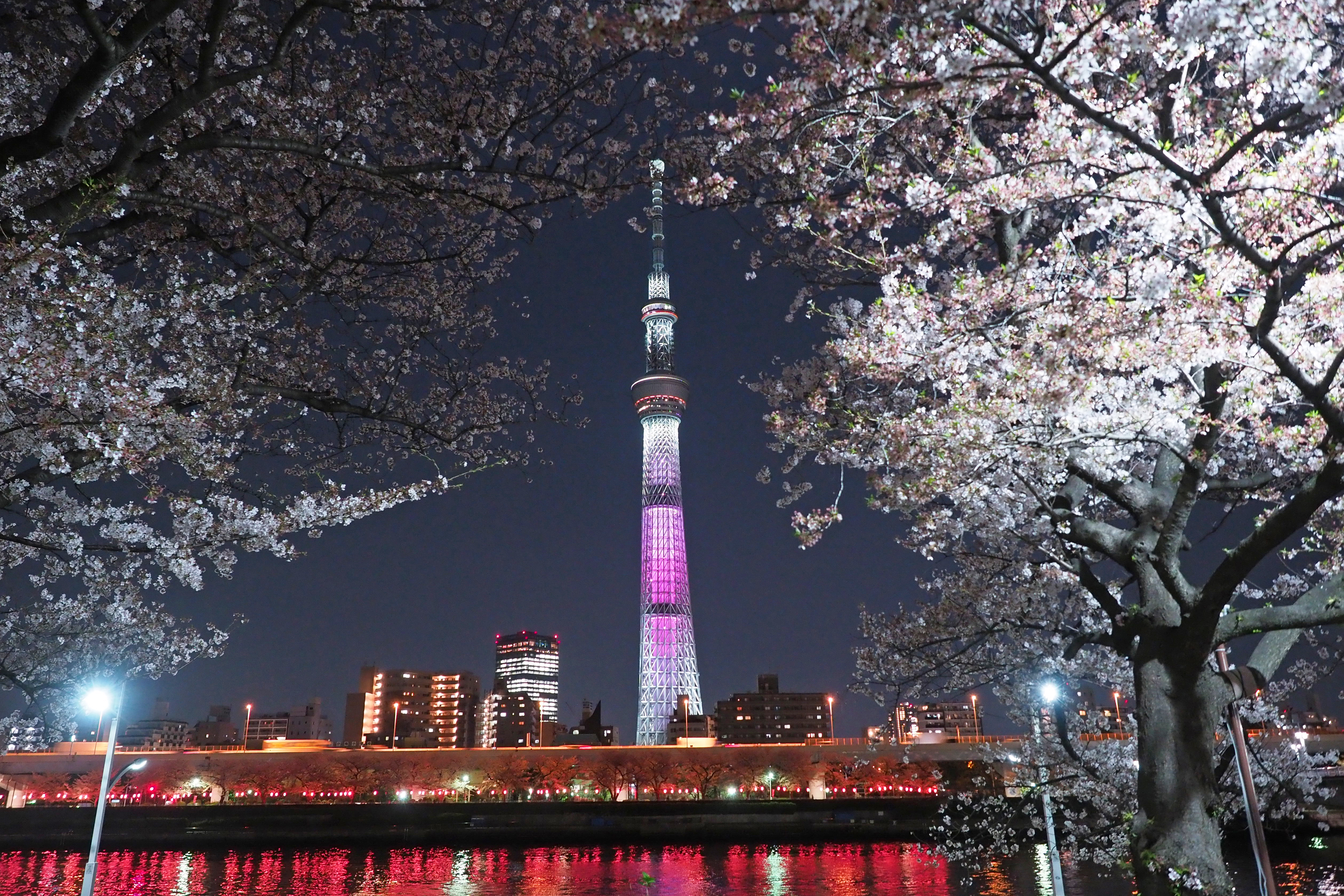 隅田公園桜まつりの写真(東京都台東区)