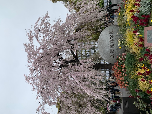 袴桜